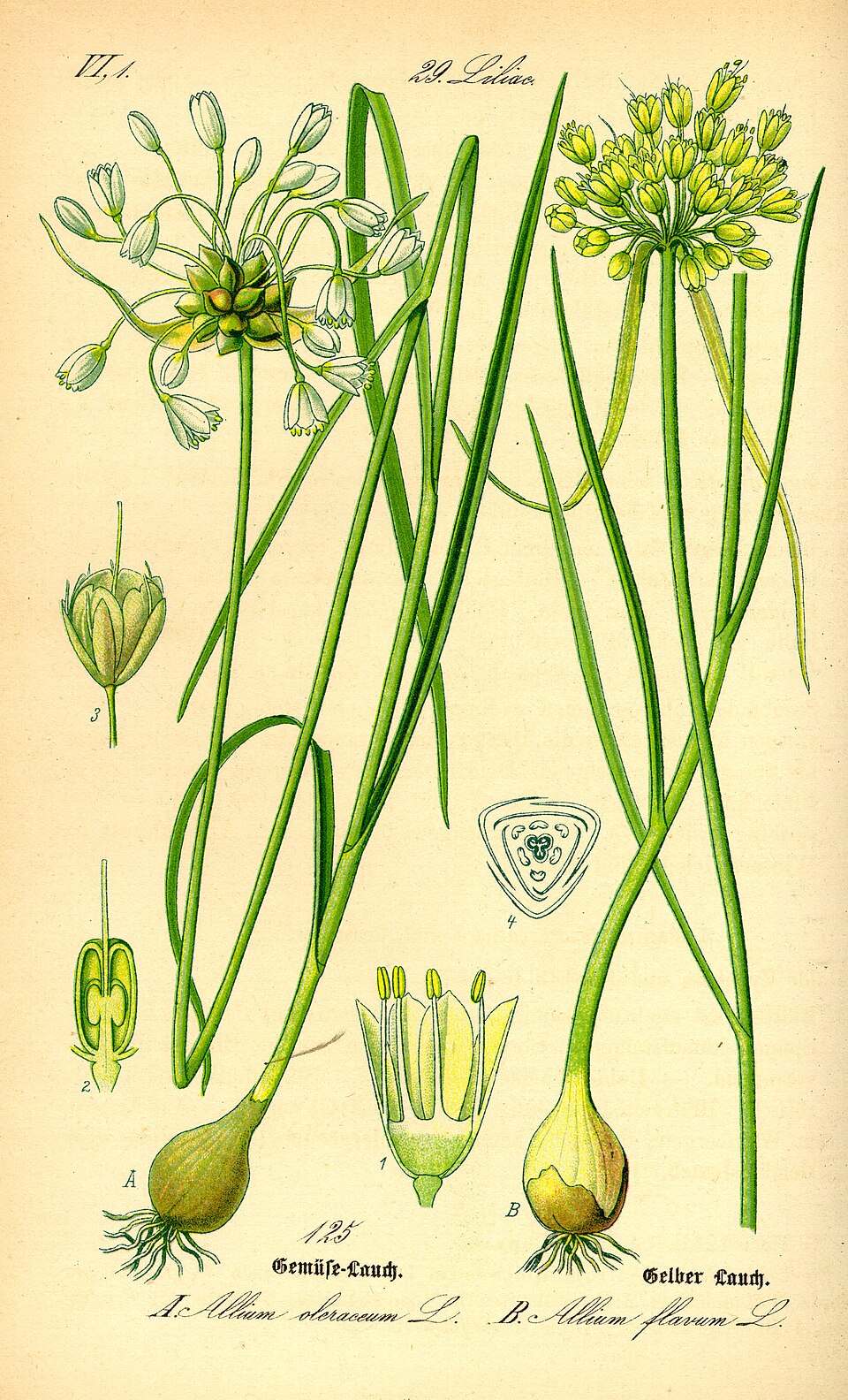 Alliaceae