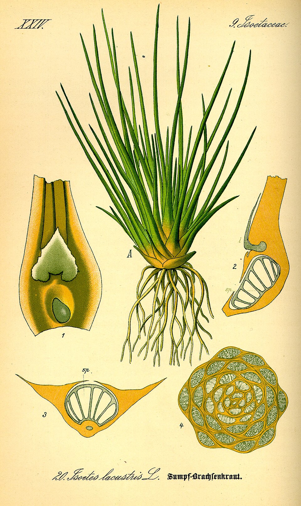 Isoetopsida