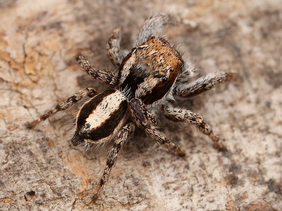 Habronattus conjunctus