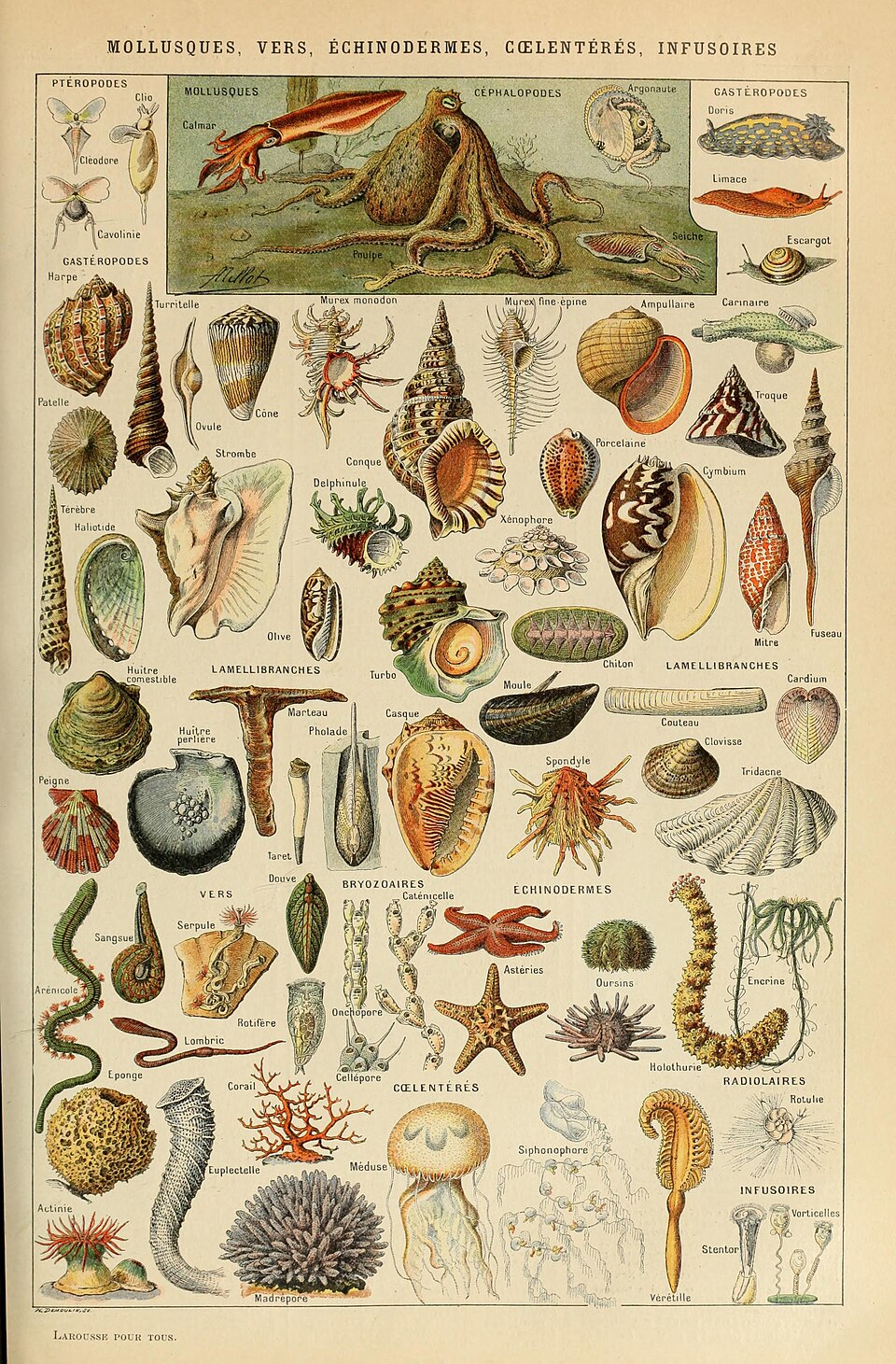 illustration