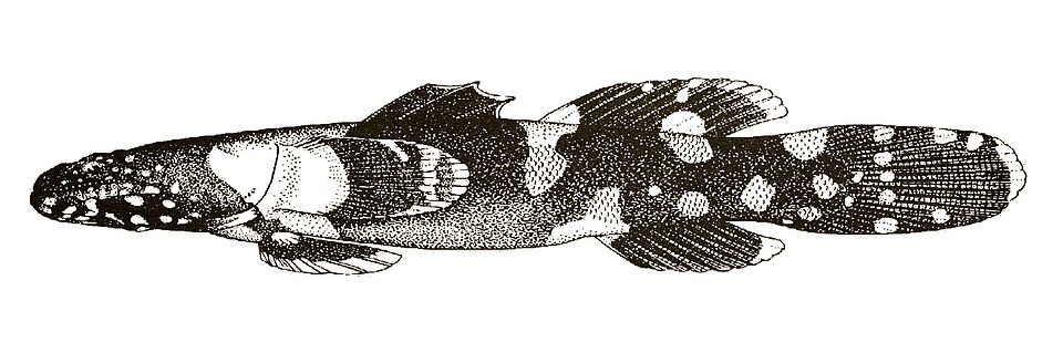 Astrabe