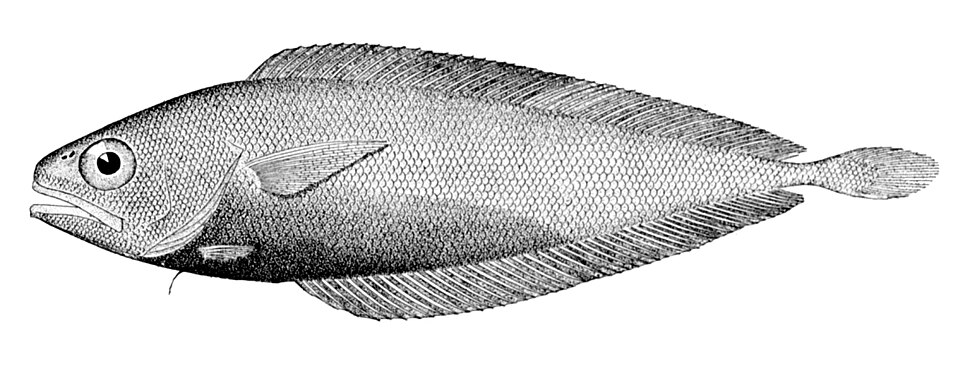 Gadella maraldi