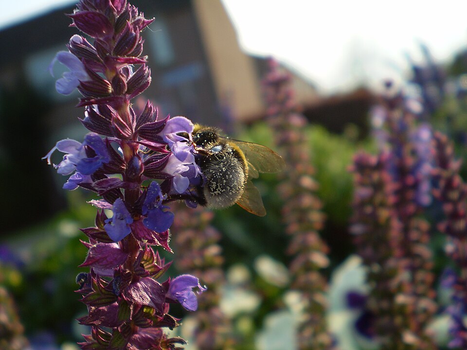 Salvia nemorosa