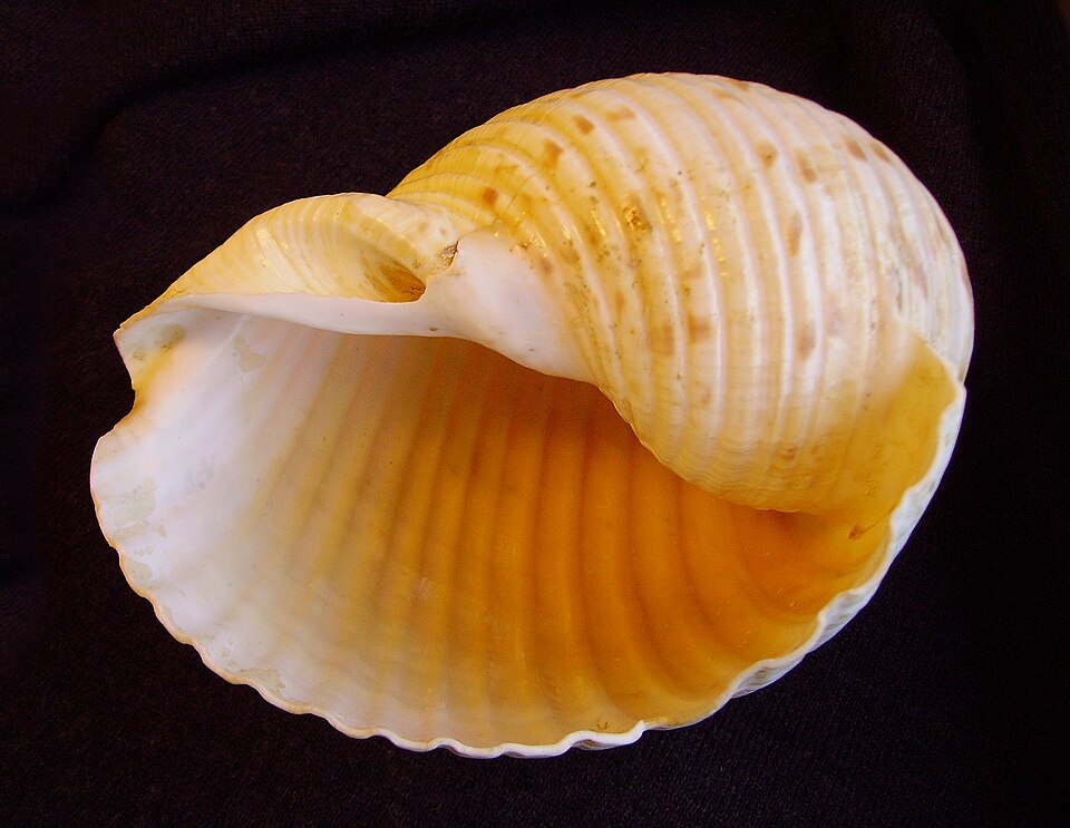 Tonnidae