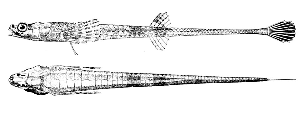 Agonidae