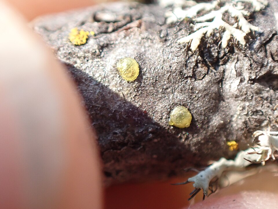 Asterolecaniidae