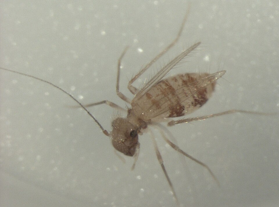 Psyllipsocidae