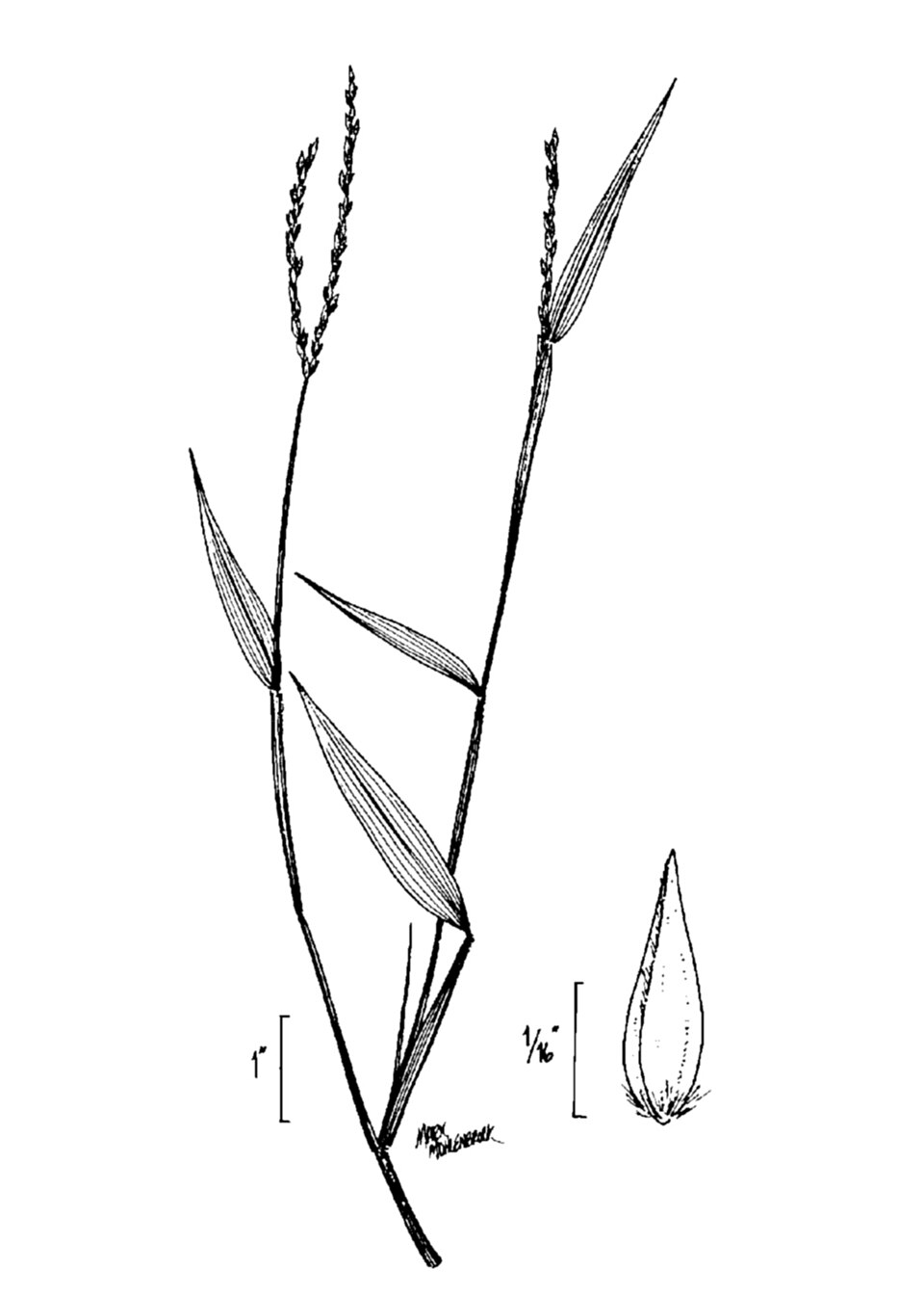 Microstegium vimineum