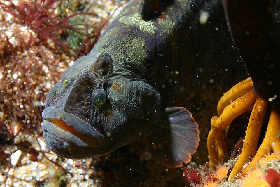 Stichaeidae