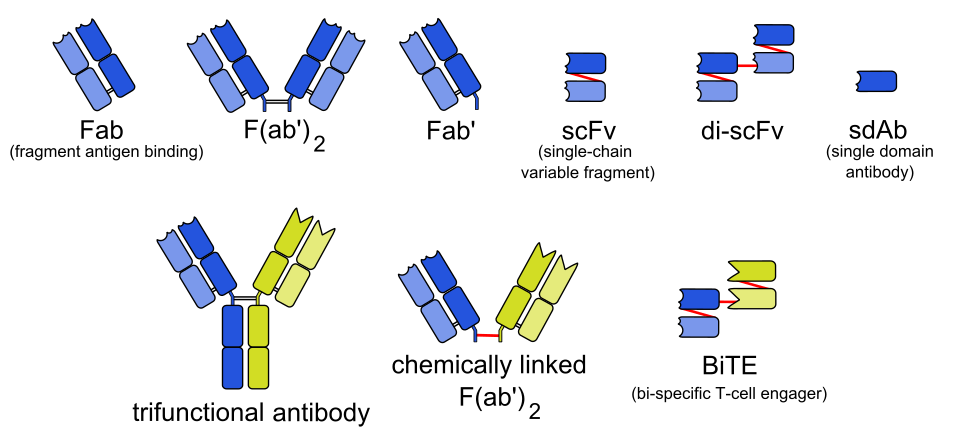 fragment antigen-binding