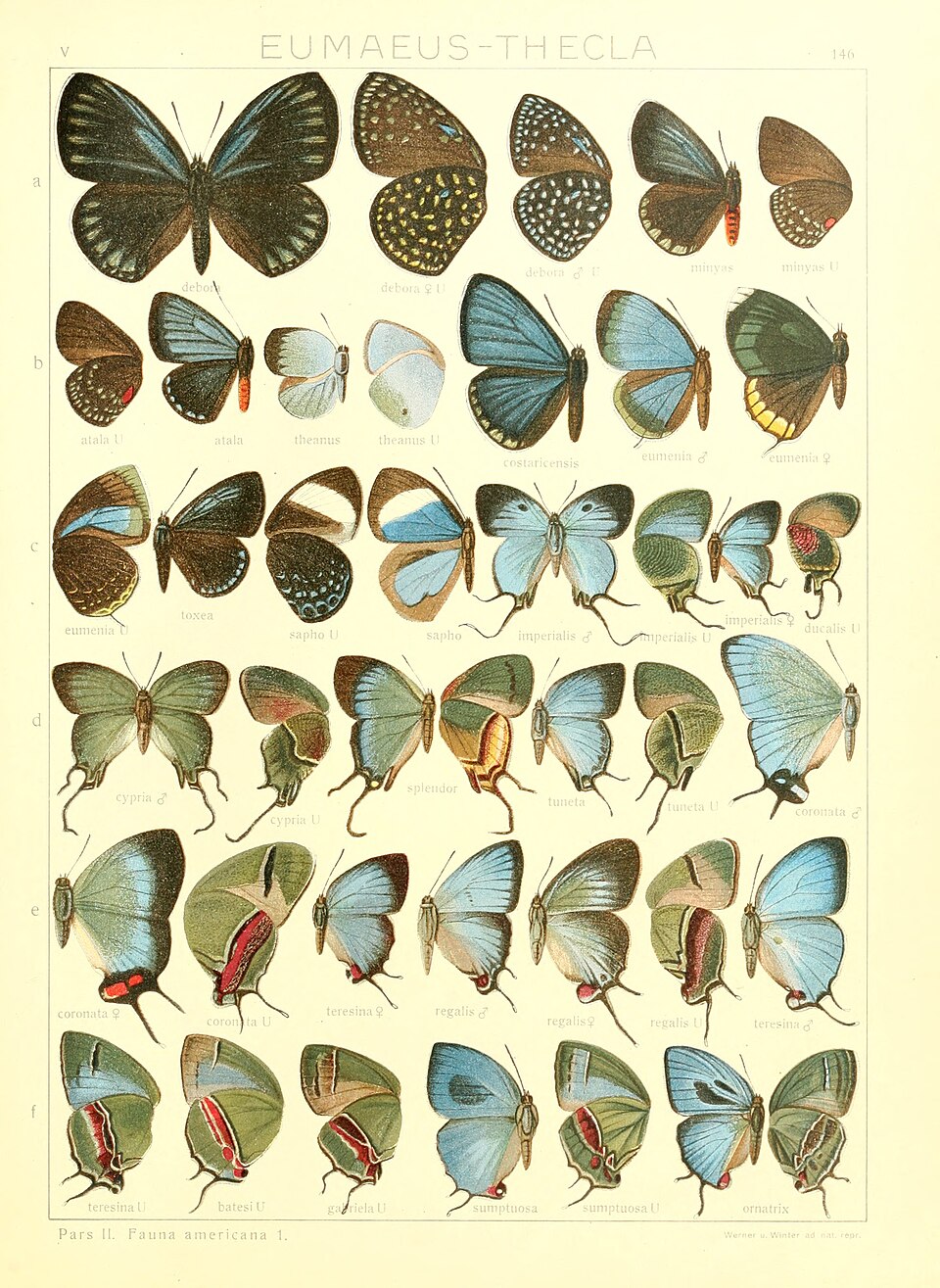 Arcas