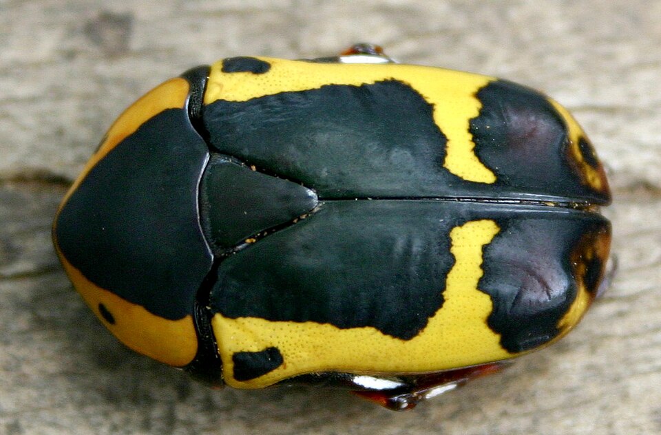Pachnoda sinuata