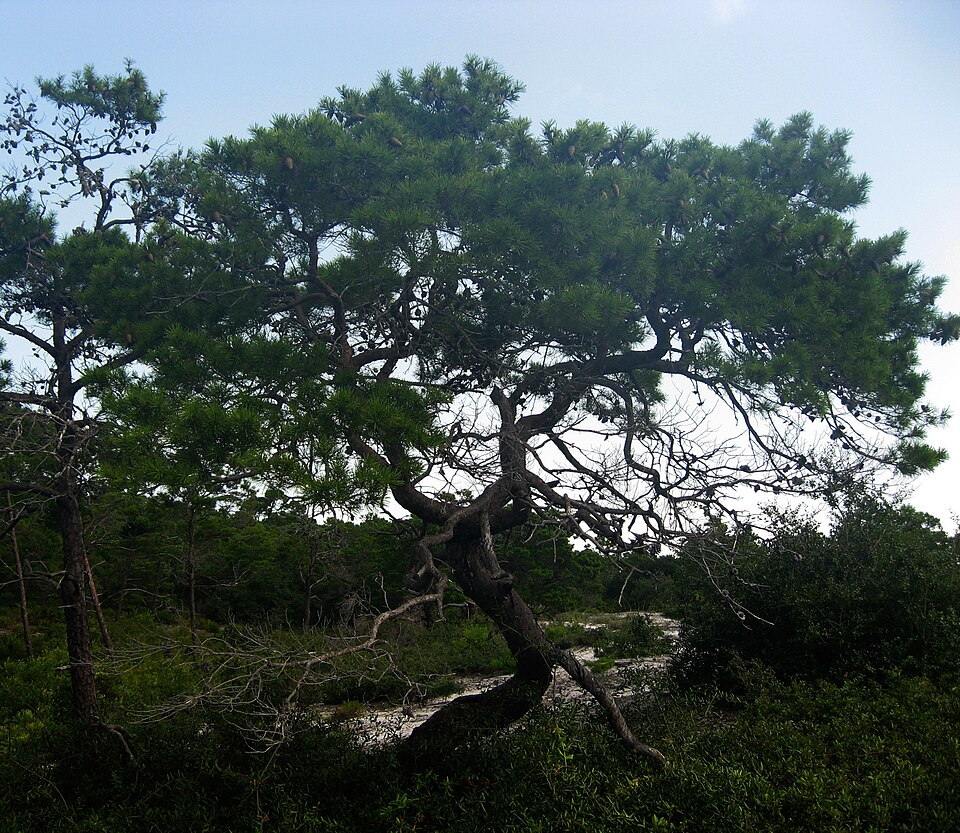 Pinus clausa