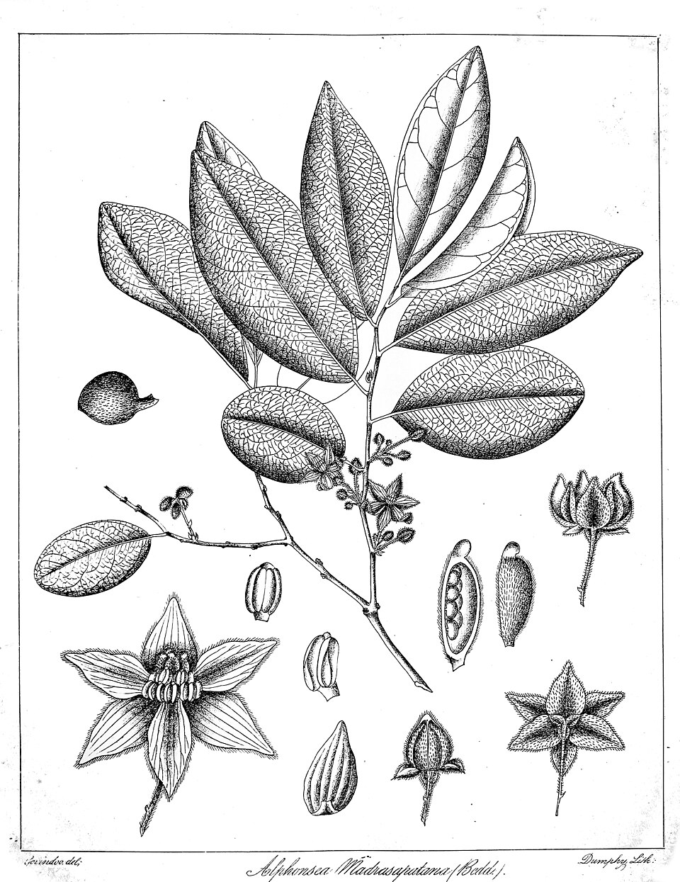 Alphonsea