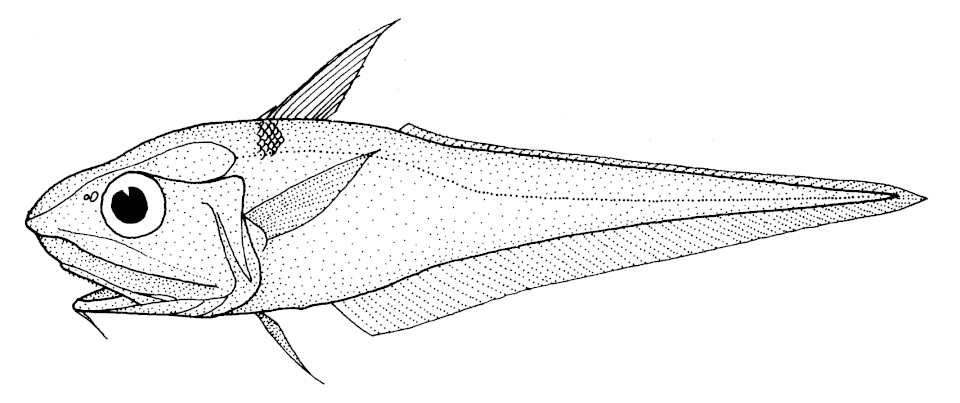 Mahia whiptail