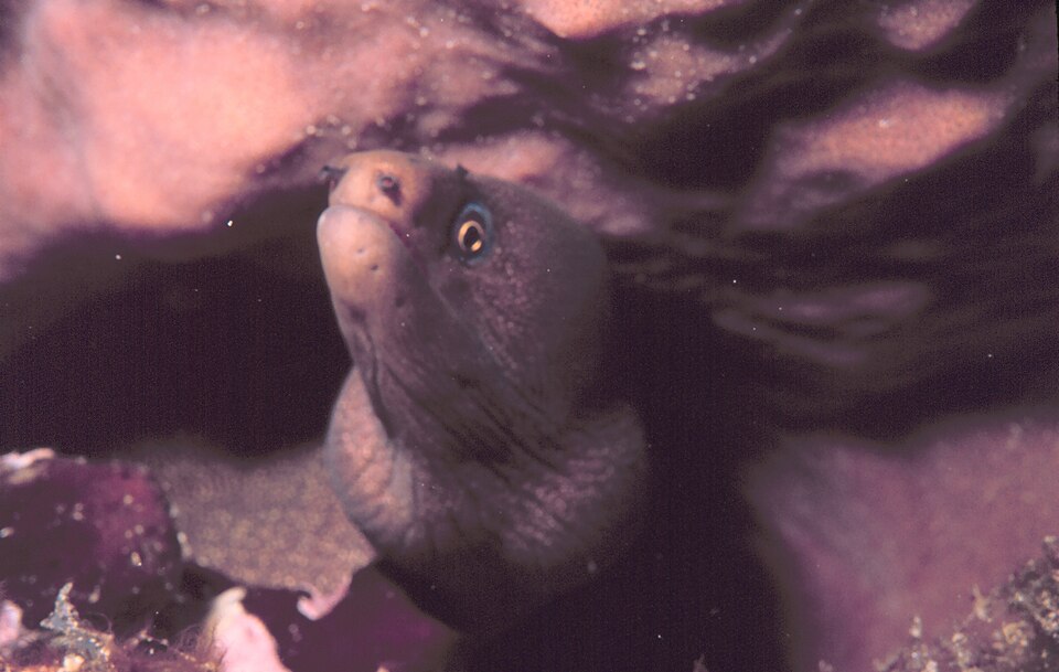 Mottled Conger Moray