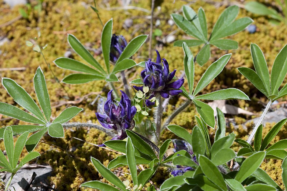 Pediomelum
