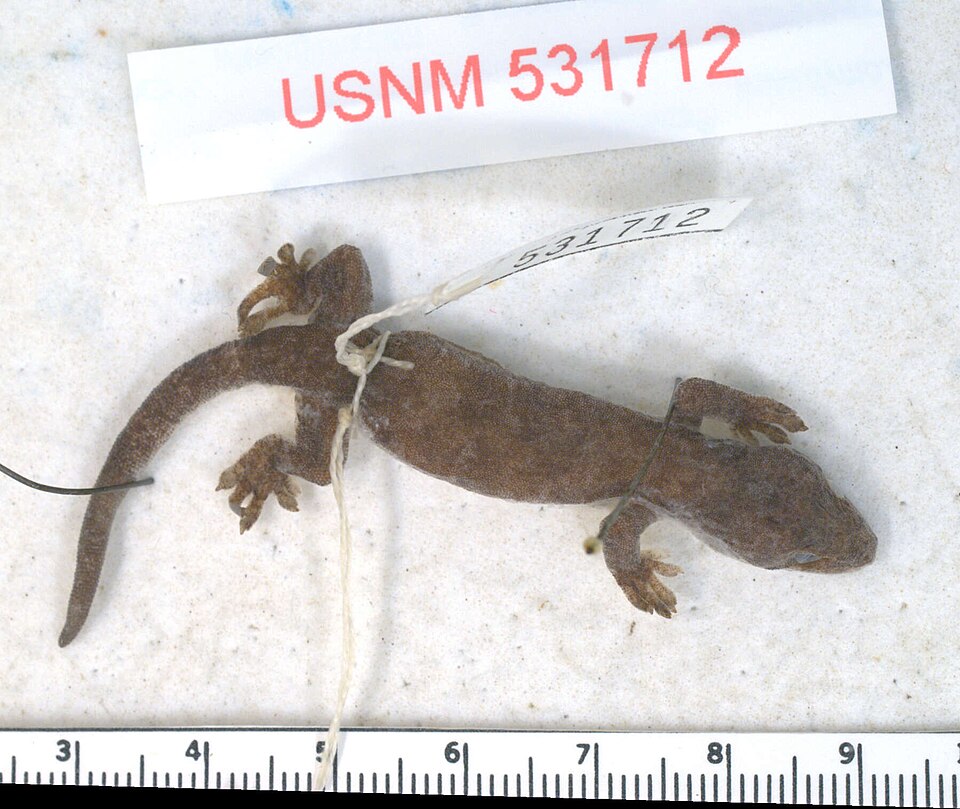 Lepidodactylus tepukapili