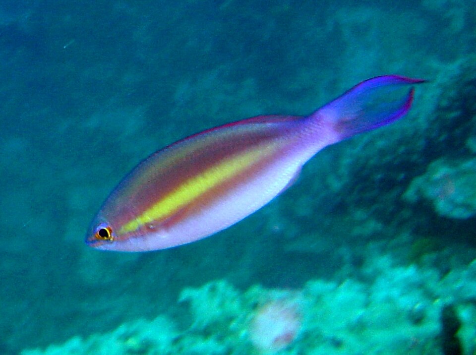 Pentapodus