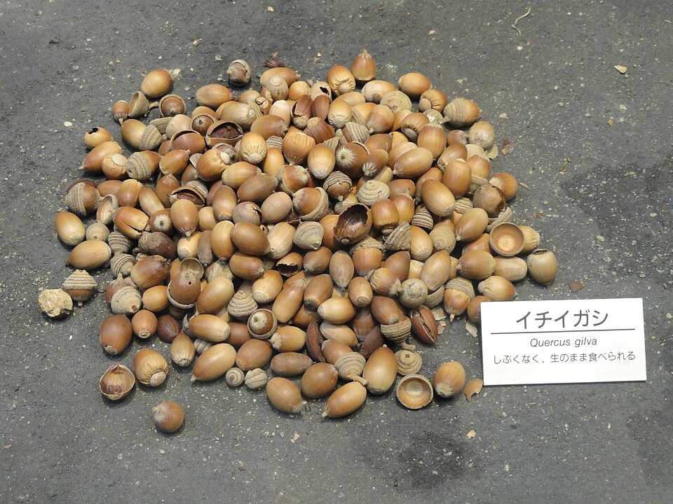 Quercus gilva