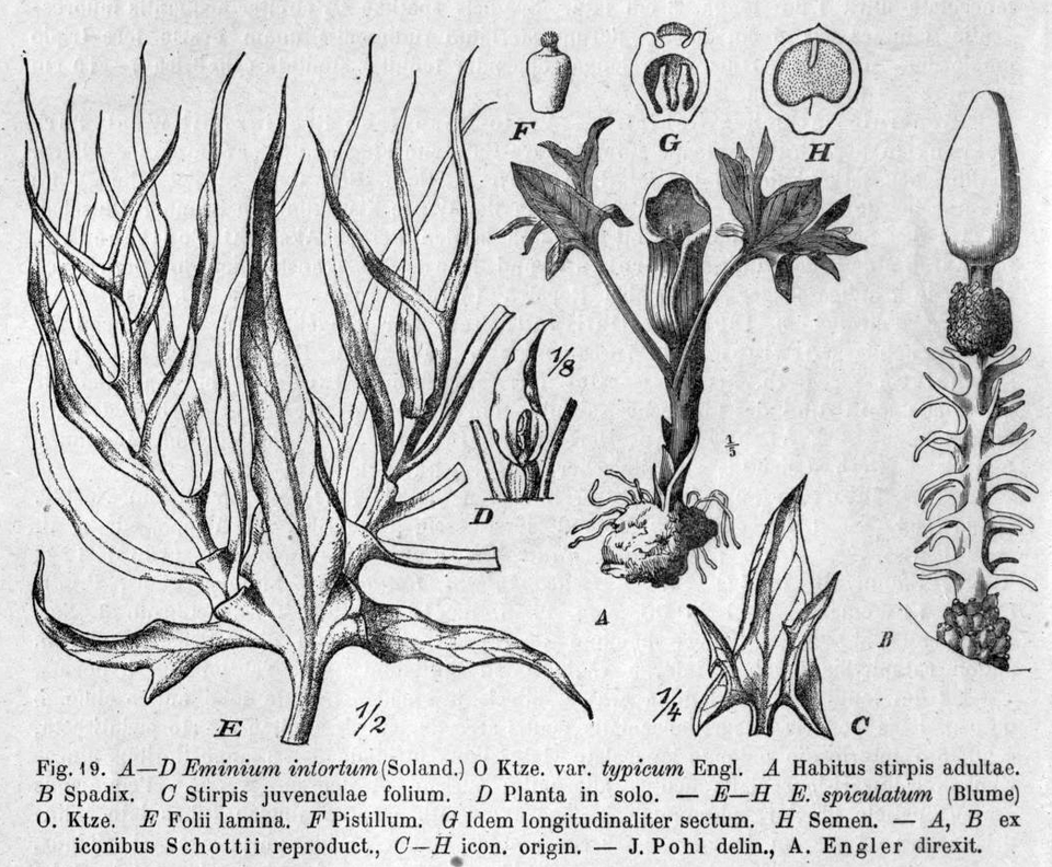 Eminium