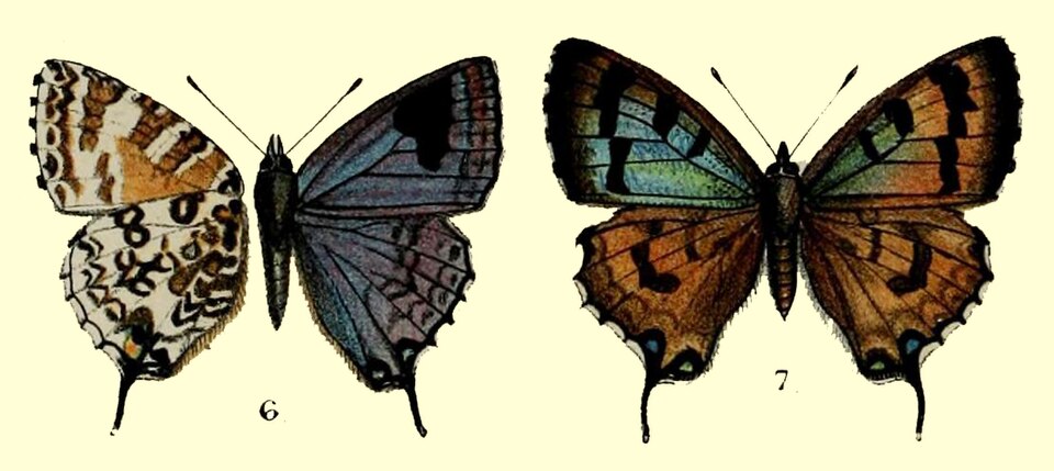 Uranothauma