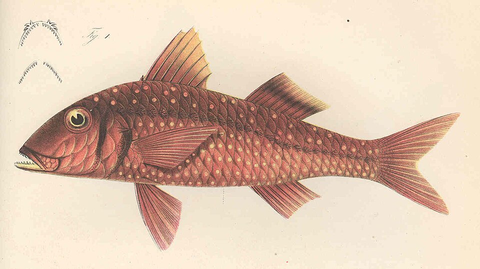 Pseudupeneus prayensis