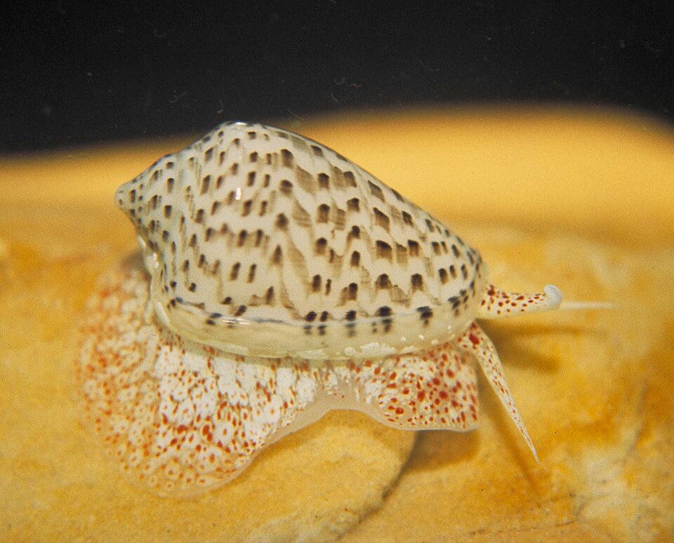 Marginellidae