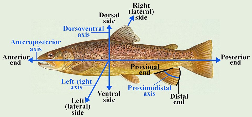 ichthyology
