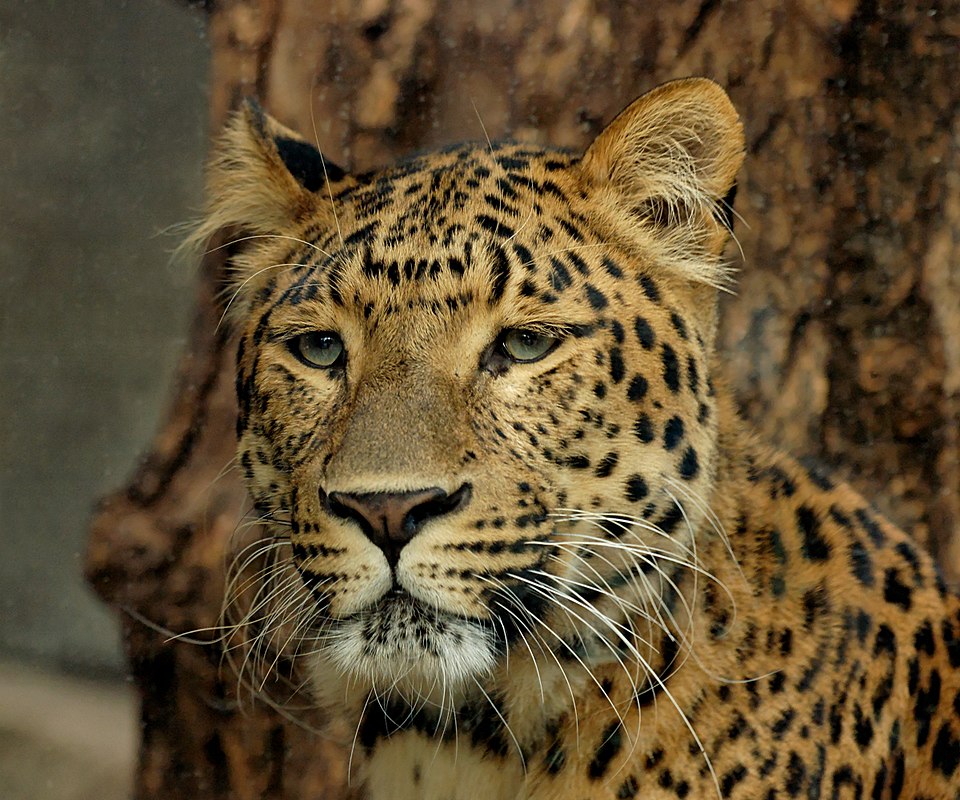 North China leopard