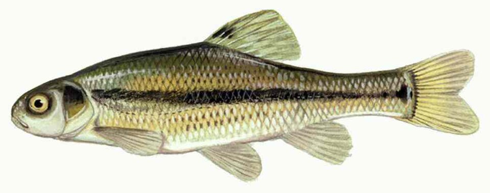 minnow