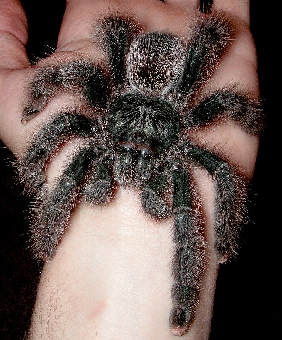 Avicularia metallica