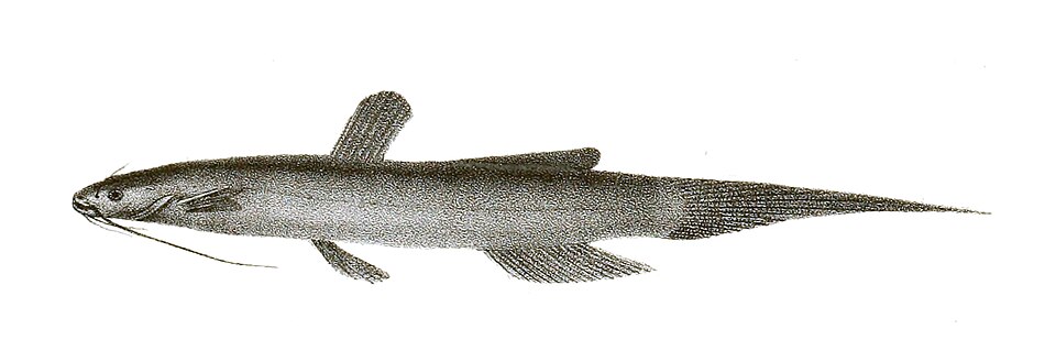 Olyra burmanica
