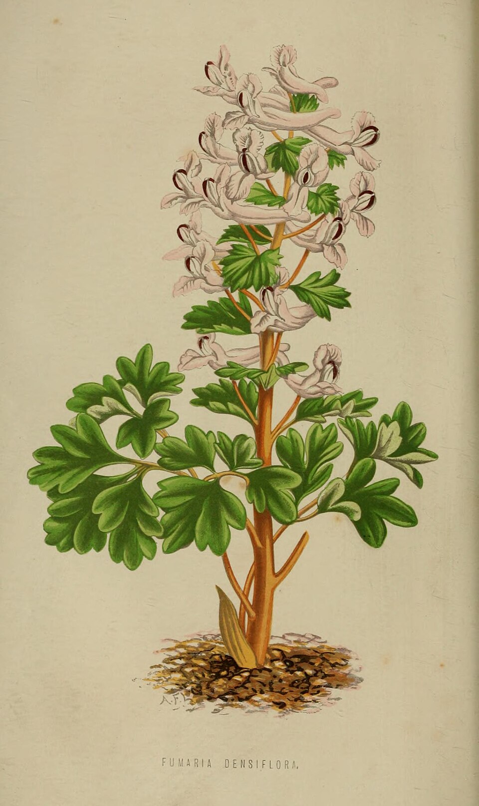 Fumaria densiflora