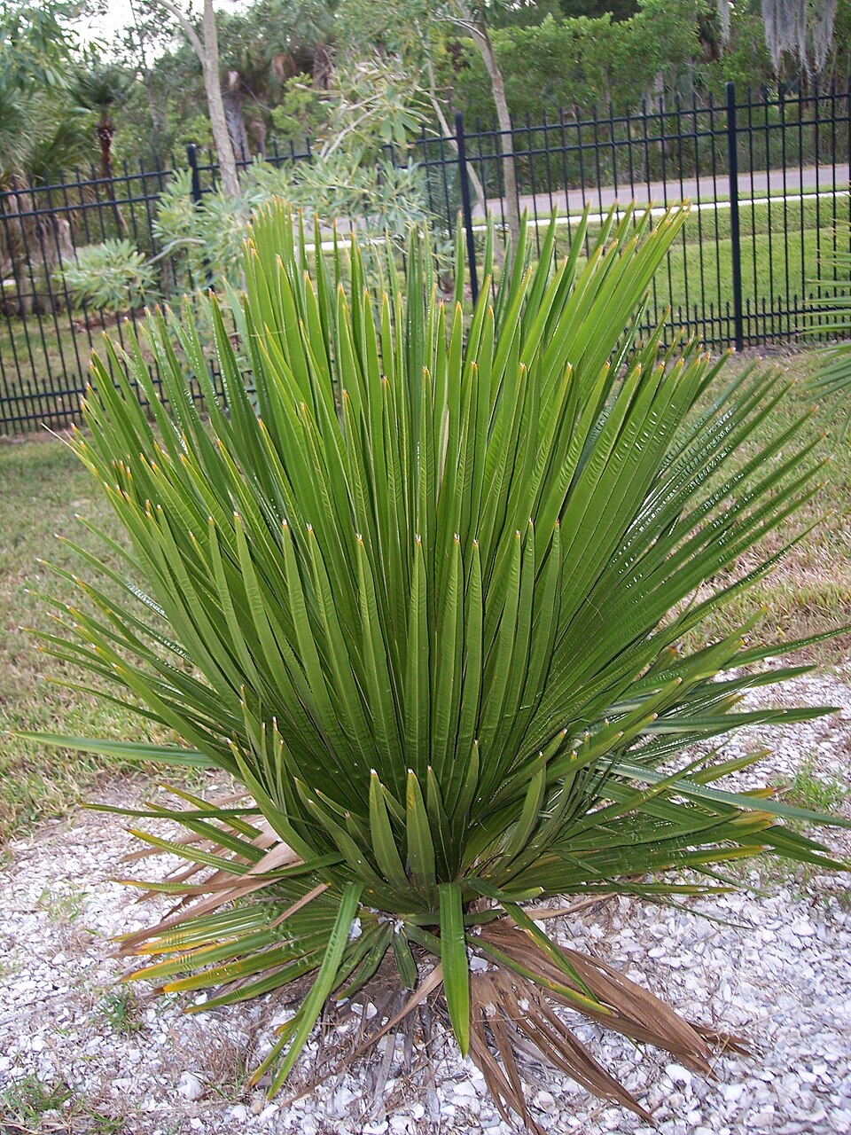 Copernicia macroglossa