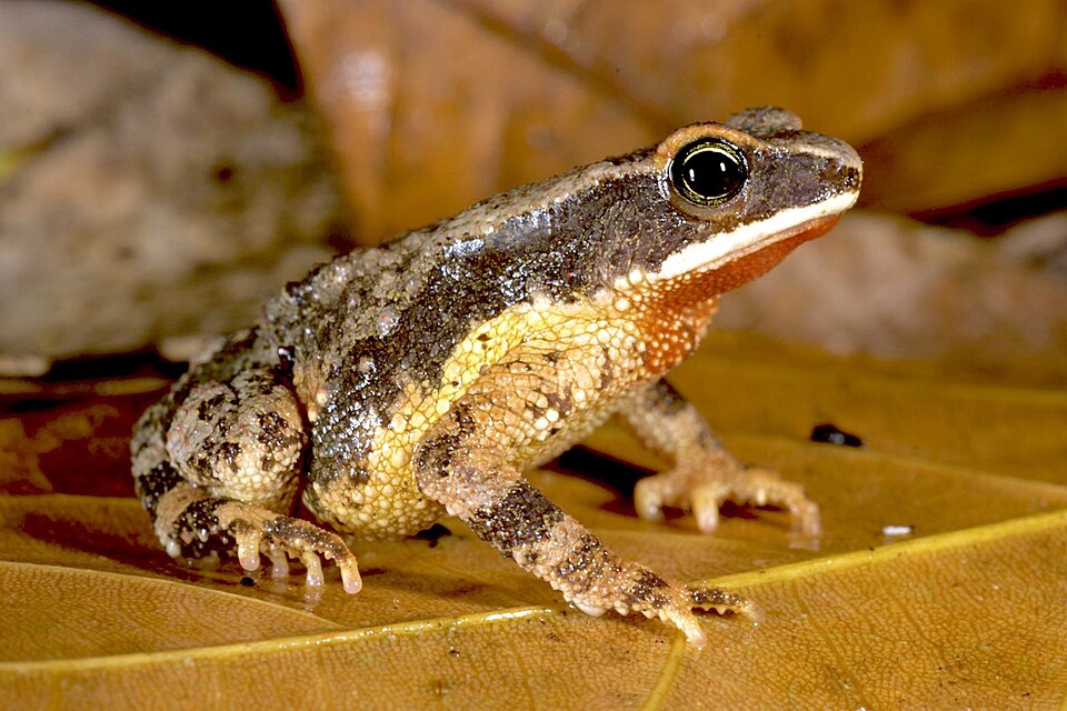Mertensophryne usambarae