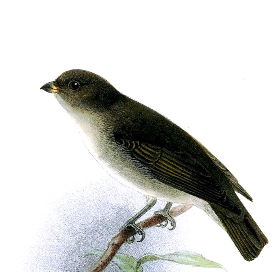 Brown-backed Flowerpecker