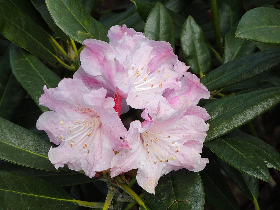 Rhododendron degronianum
