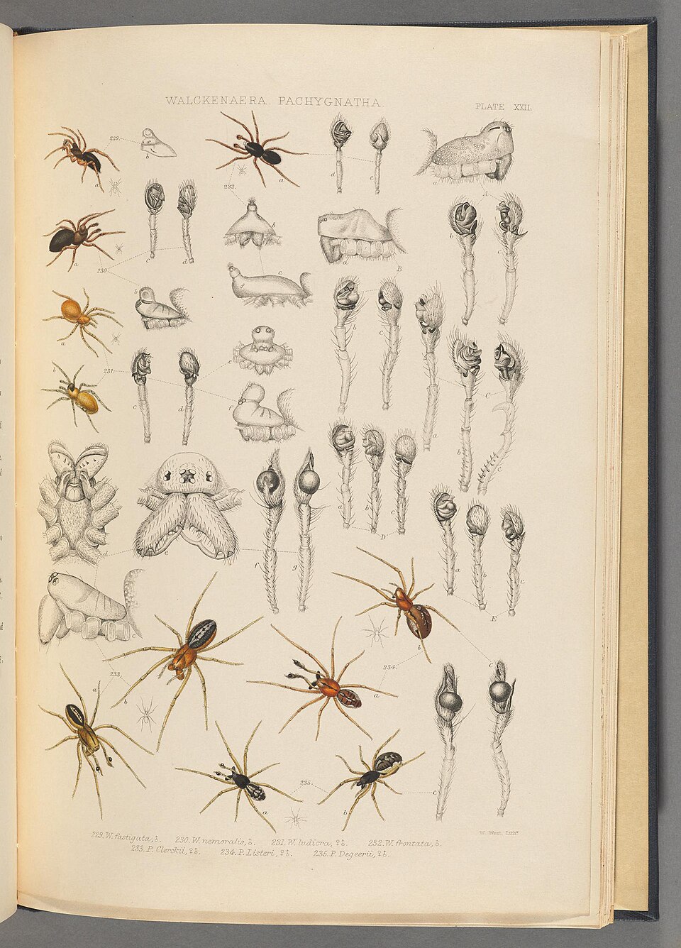 Peponocranium