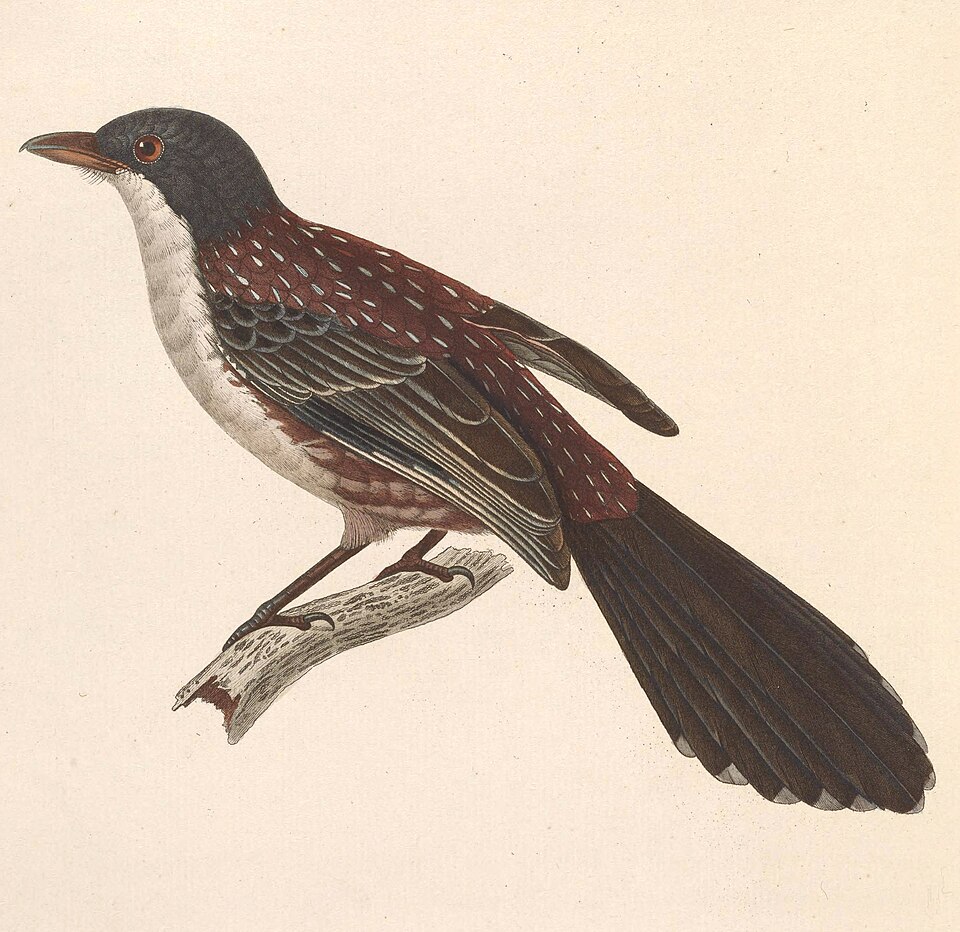 Laniellus