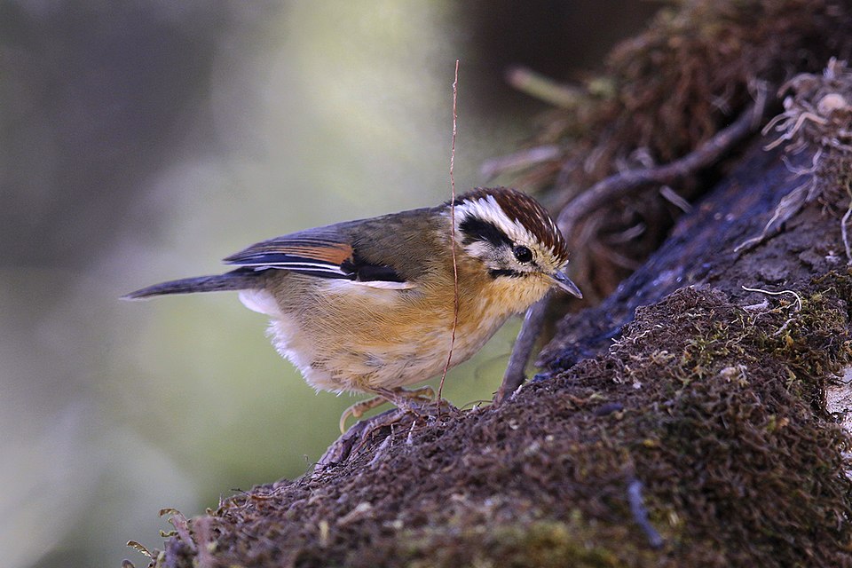 Schoeniparus castaneceps