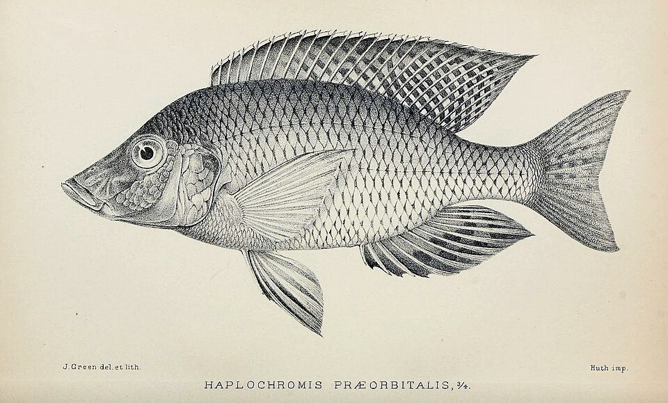 Taeniolethrinops praeorbitalis