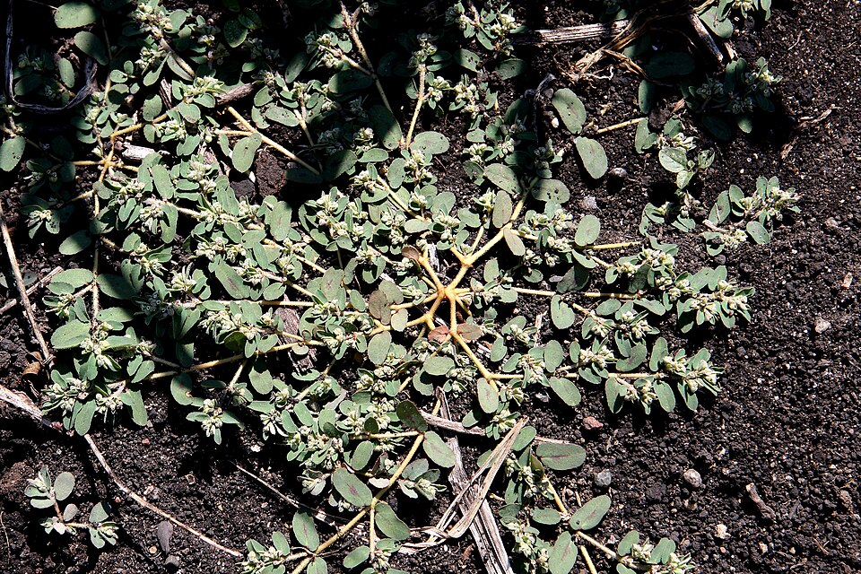 Euphorbia maculata