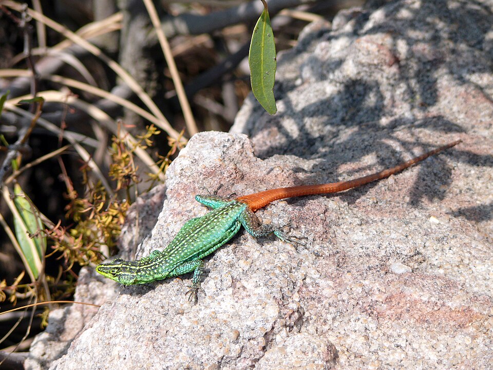 Sekukhune Flat Lizard