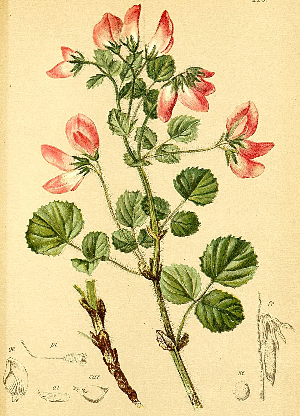 Ononis rotundifolia