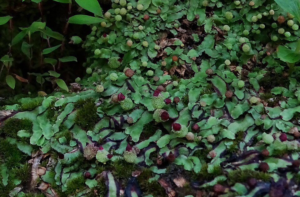 Aytoniaceae