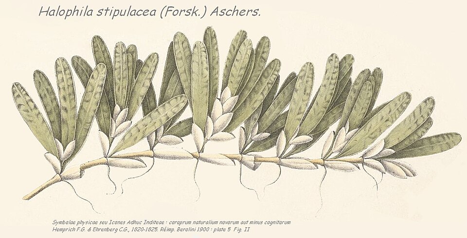 Halophila stipulacea