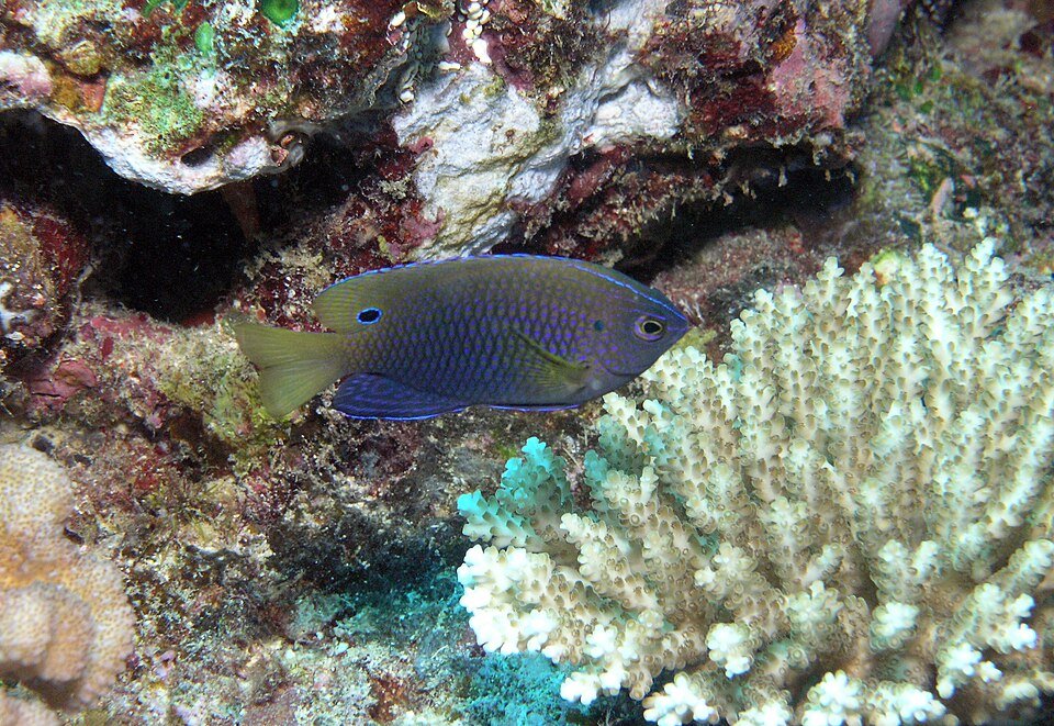 Pomacentrus vaiuli