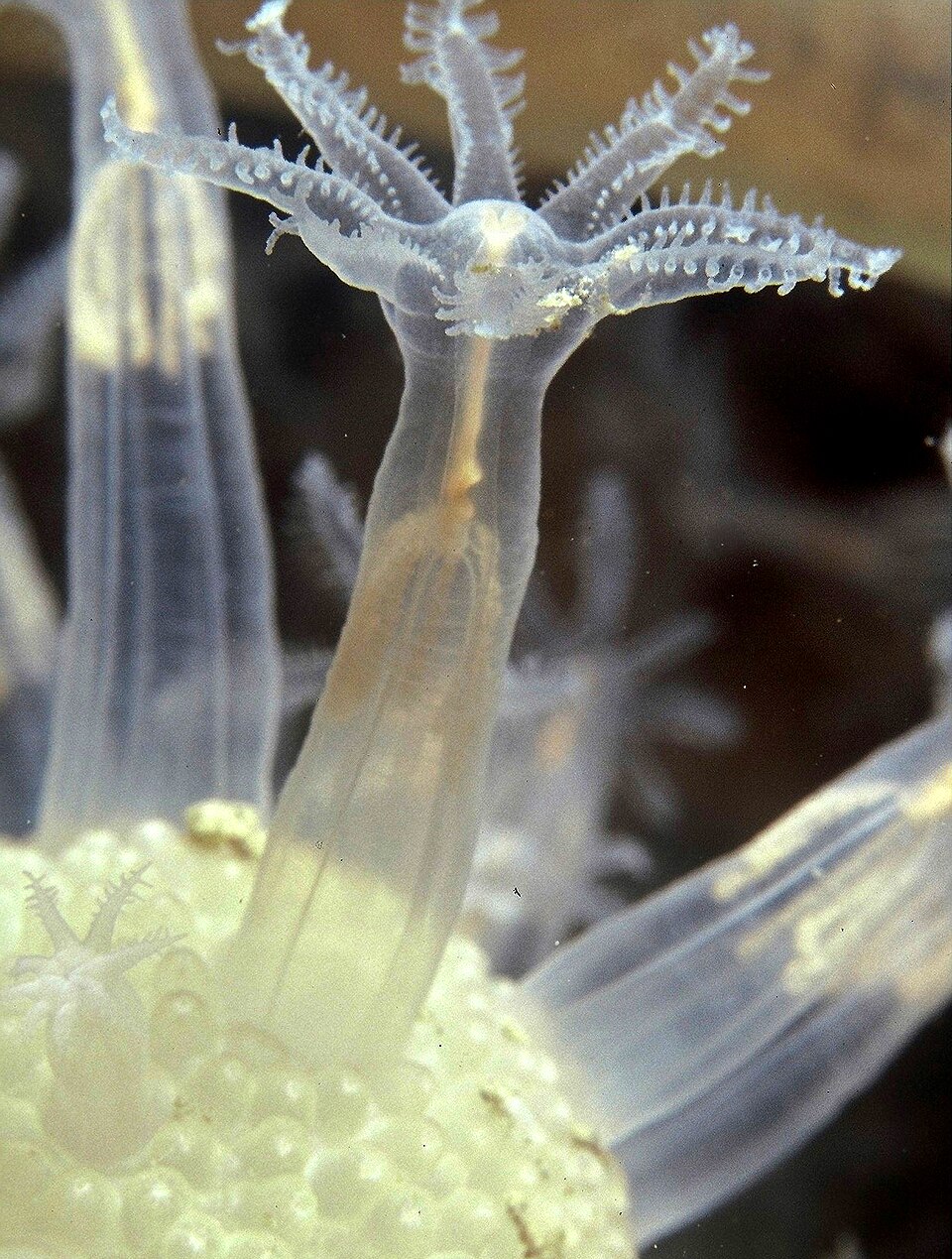 Veretillidae