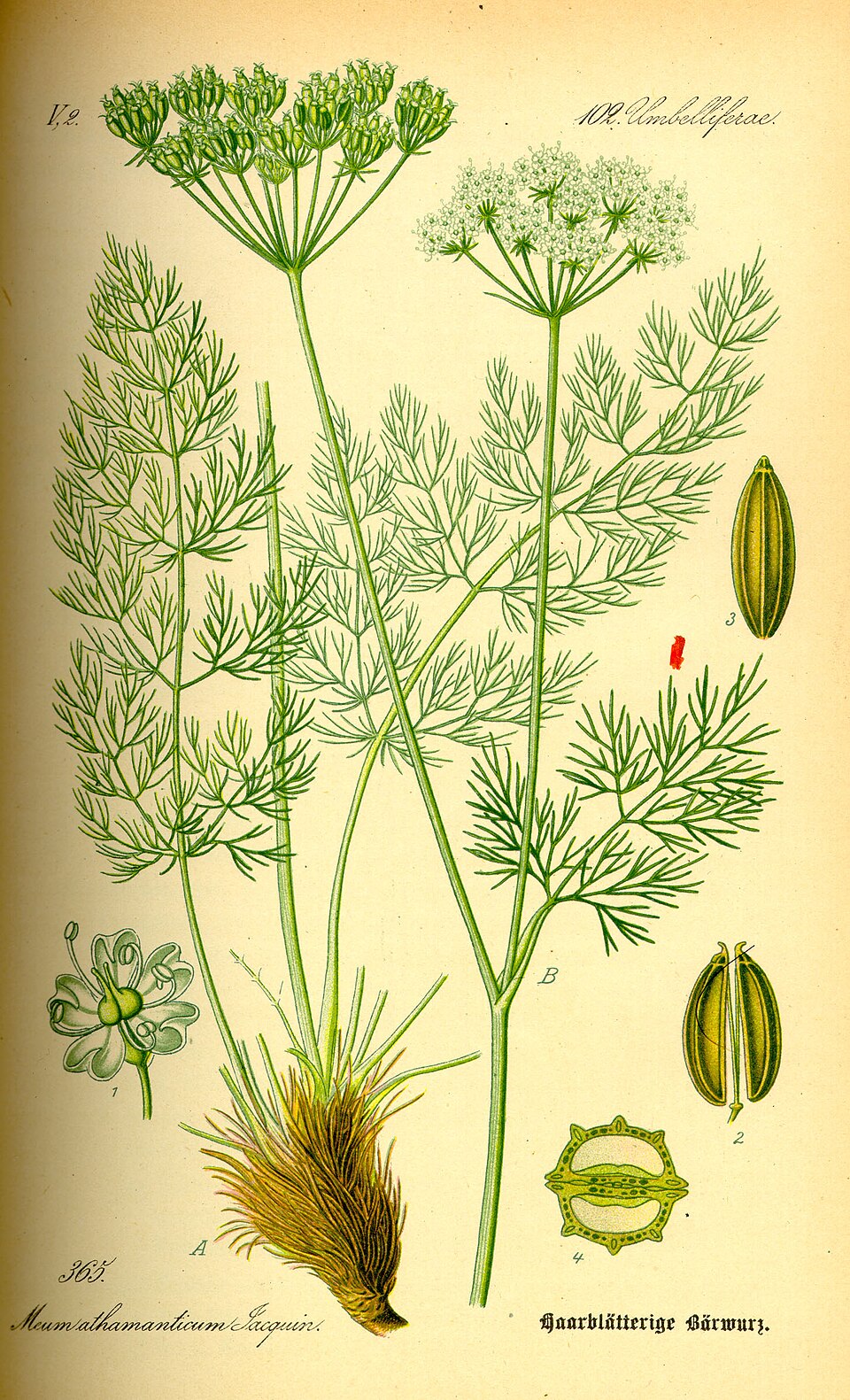 Meum athamanticum
